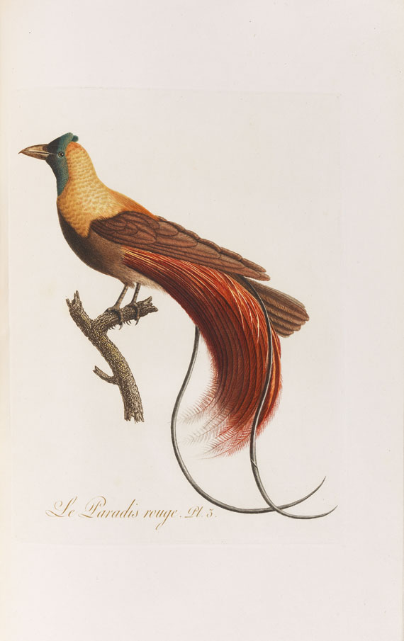 Jean Baptiste Audebert - Oiseaux dorés ou reflets métalliques. 1802. 2 Bde.. - Altre immagini