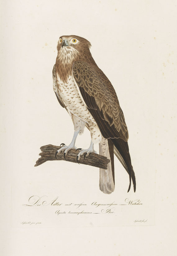 Johann Conrad Susemihl - Teutsche Ornithologie. 1800-1817. 2 Bde.. - Altre immagini