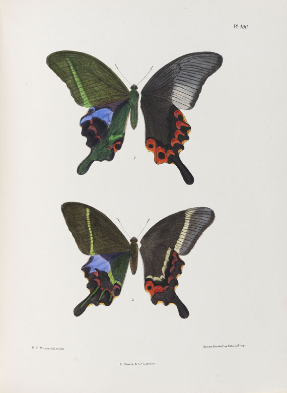 Frederic Moore - Lepidoptera Indica. 1890-1913. 10 Bde.. - Altre immagini