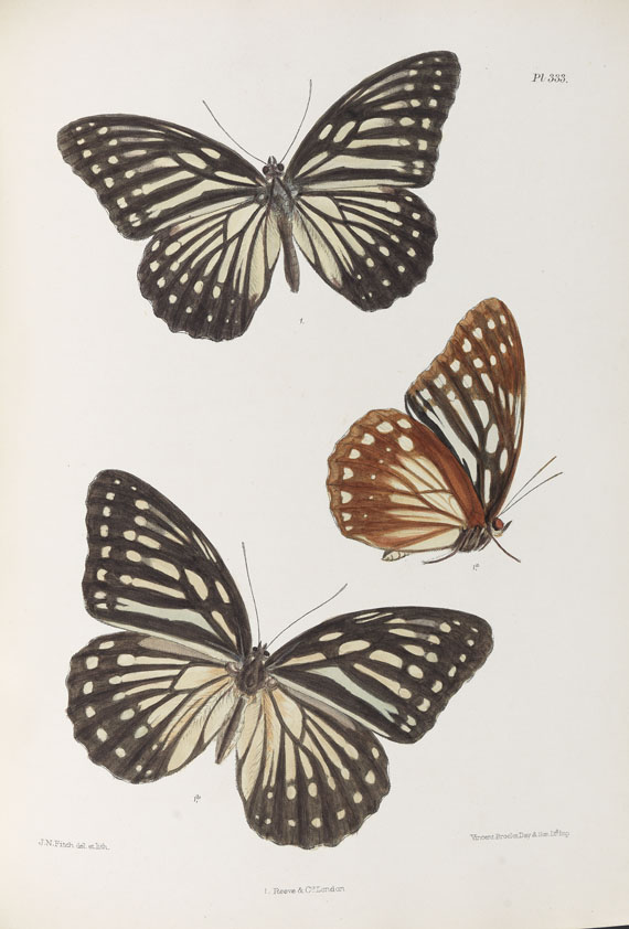 Frederic Moore - Lepidoptera Indica. 1890-1913. 10 Bde.. - Altre immagini