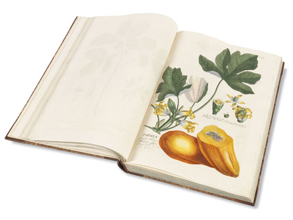 Christoph Jakob Trew - Plantae selectae. 1750.. - Altre immagini