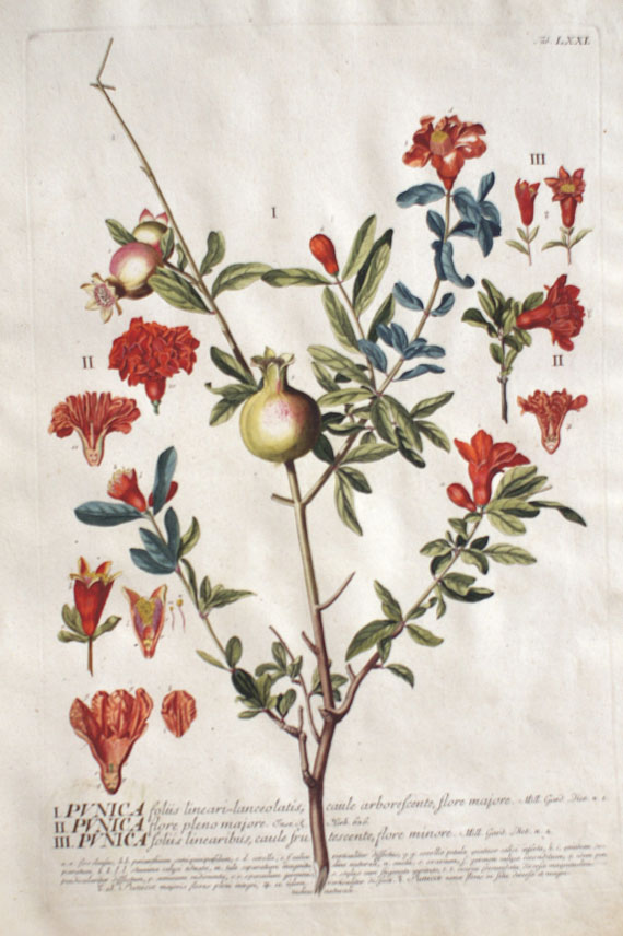 Blumen und Pflanzen - 11 Bll. Bäume und Sträucher (Chr. J. Trew). Um 1750.