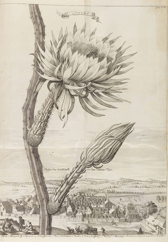Johann Christoph Volckamer - Nürnbergische Hesperides. 1 Tl. 1708 - Altre immagini