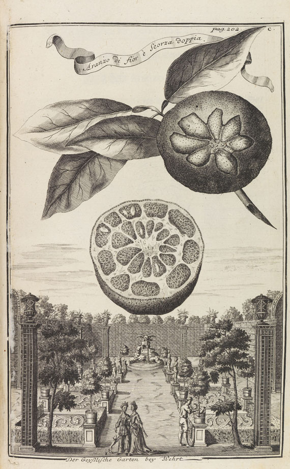 Johann Christoph Volckamer - Nürnbergische Hesperides. 1 Tl. 1708 - Altre immagini