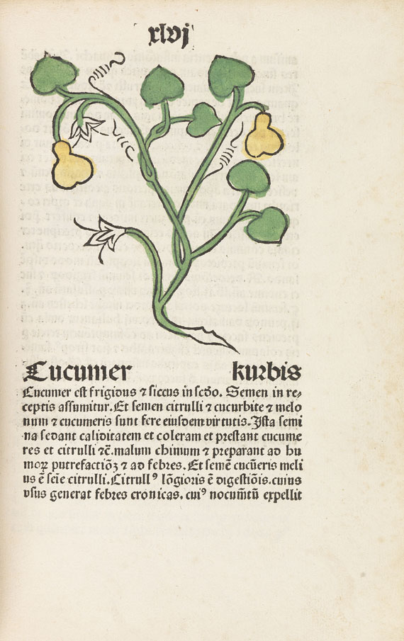   - Herbarius Patavie. 1485. - Altre immagini