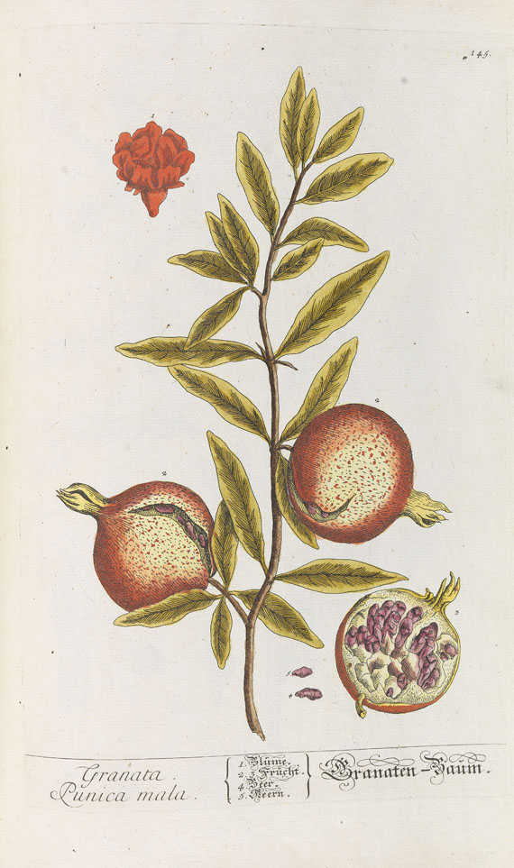 Elisabeth Blackwell - Herbarium Blackwellianum. 1748-75. 6 Bde. - Altre immagini