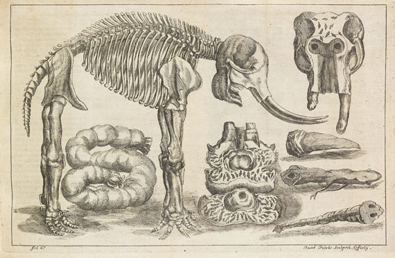 Petri von Hartenfels - Elephantographia curiosa. 1715.