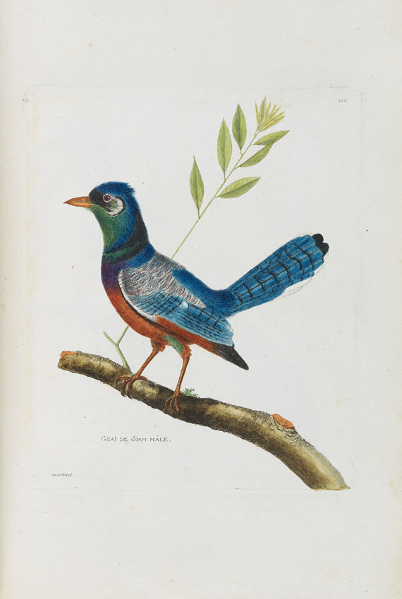 Francois Nicolas Martinet - Oiseaux. Um 1780-90. - Altre immagini
