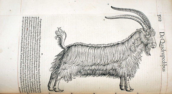 Conrad Gesner - Historiae animalium lib. I. 1551