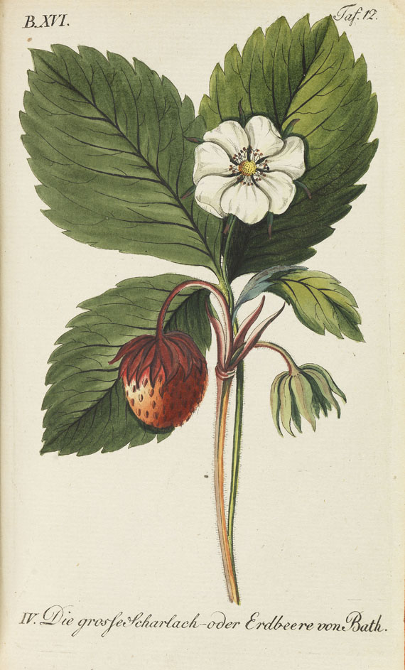 Johann Volckmar Sickler - Der teutsche Obstgärtner. 20 Bde. 1794 f. - Altre immagini
