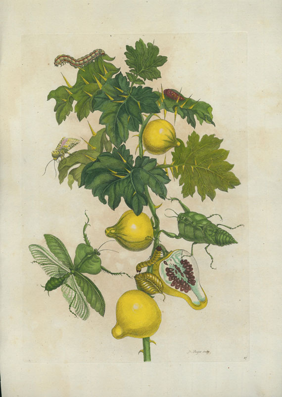  Blumen und Pflanzen - 2 Bll. kolor. Kupferstiche aus den Surinam. Insekten (M. S. Merian).