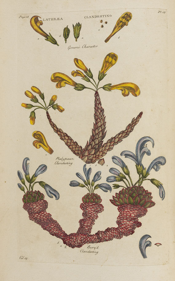John Hill - Vegetable System. 13 Bde. 1775. - Altre immagini