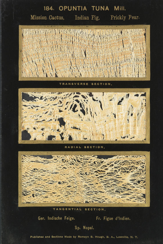 Romeyn Beck Hough - The American Woods. 3 Textbde. und 14 Kassetten mit Tafeln. Zus. 17 Bde. - Altre immagini