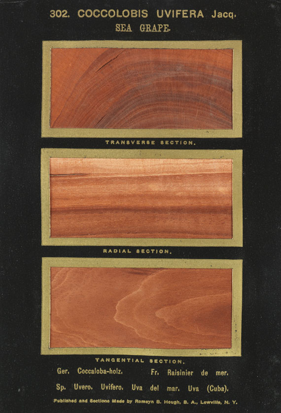 Romeyn Beck Hough - The American Woods. 3 Textbde. und 14 Kassetten mit Tafeln. Zus. 17 Bde. - Altre immagini