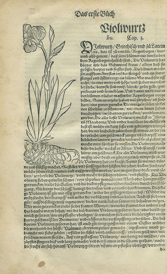 Dioscorides - Kräuterbuch. 1546