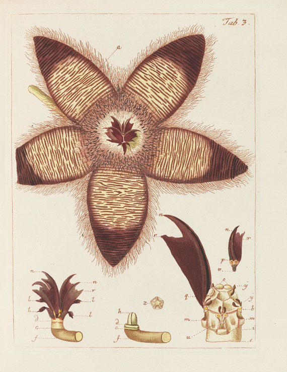 Nicolaus Joseph Jacquin - Miscellanea Austriaca ad botanicam - Altre immagini
