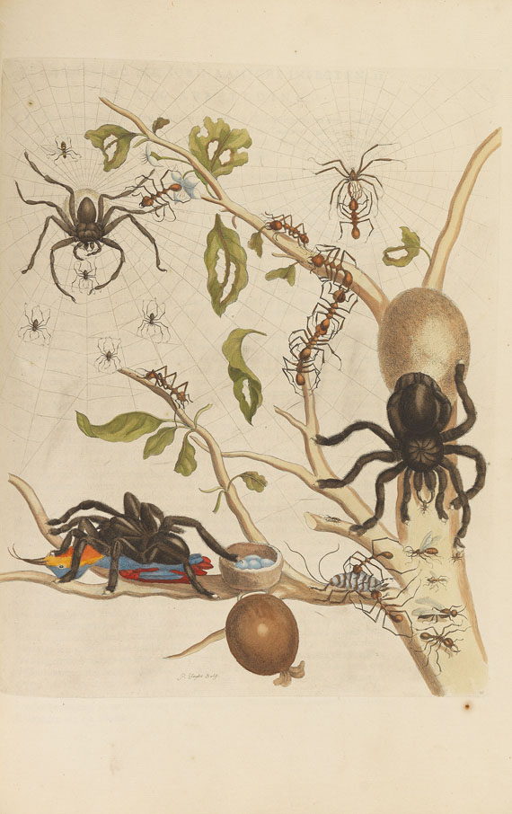 Maria Sibylla Merian - Surinaamsche Insecten. Amsterdam 1730 - Altre immagini