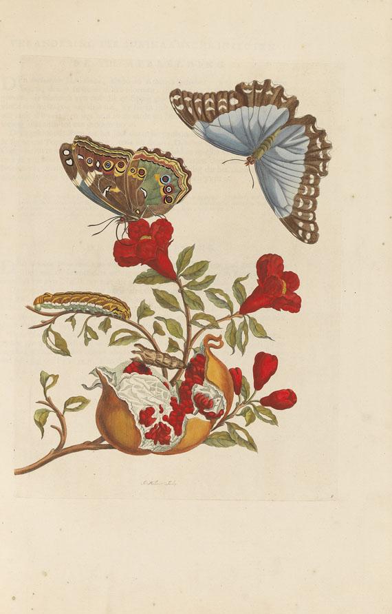 Maria Sibylla Merian - Surinaamsche Insecten. Amsterdam 1730 - Altre immagini