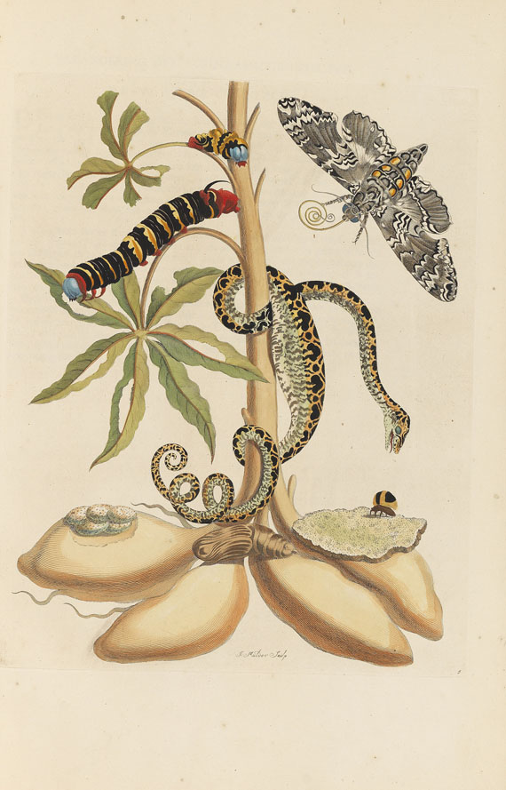 Maria Sibylla Merian - Surinaamsche Insecten. Amsterdam 1730 - Altre immagini