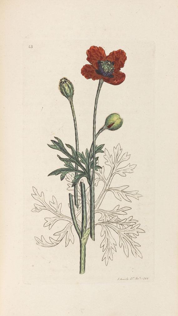 James Sowerby - English botany. 36 Bde. - Altre immagini