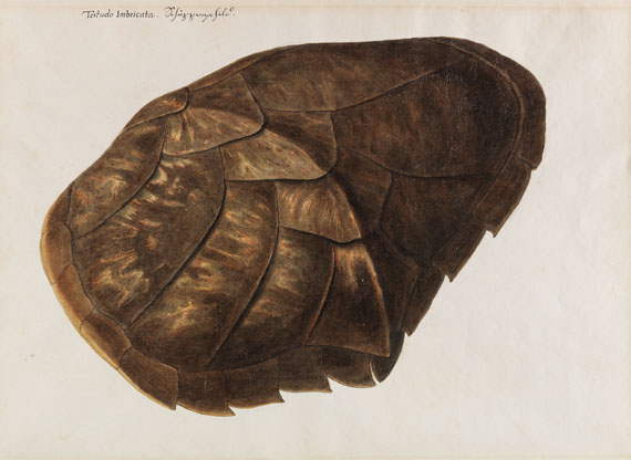 Franz Anton von Scheidel - Testudo Imbricata - Schuppenschild