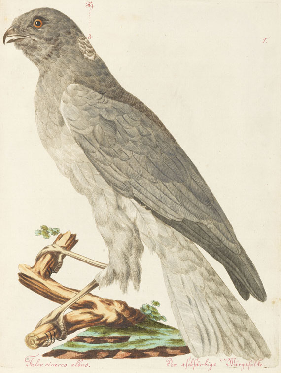Joachim J. Nepomuk Spalowsky - Beytrag zur Naturgeschichte der Vögel. Bd. I-IV, zus. 4 Bde. - Altre immagini