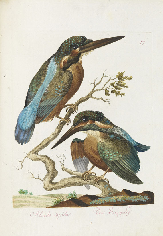Joachim J. Nepomuk Spalowsky - Beytrag zur Naturgeschichte der Vögel. Bd. I-IV, zus. 4 Bde. - Altre immagini