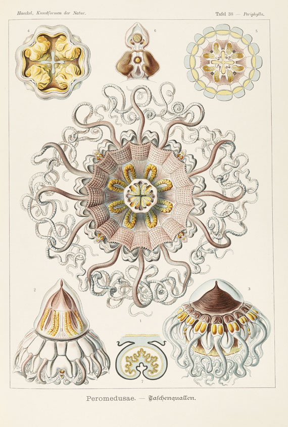 Ernst Haeckel - Kunstformen der Natur