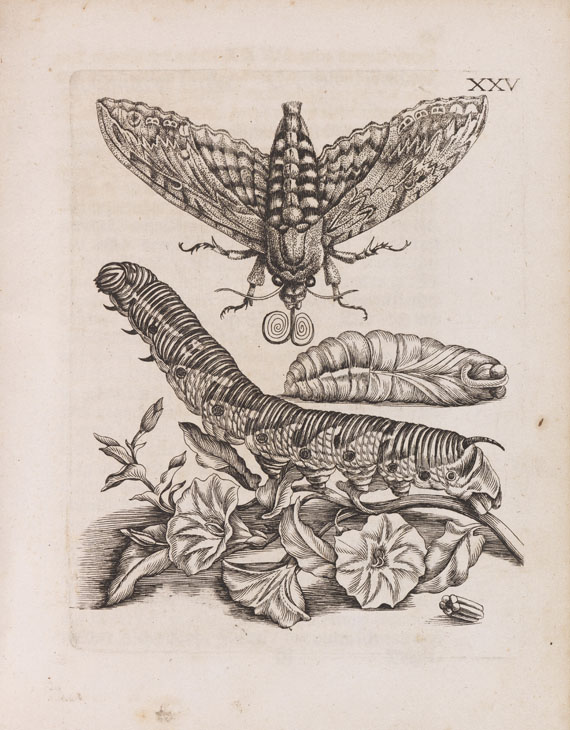 Maria Sibylla Merian - Der Raupen Verwandelung - Altre immagini