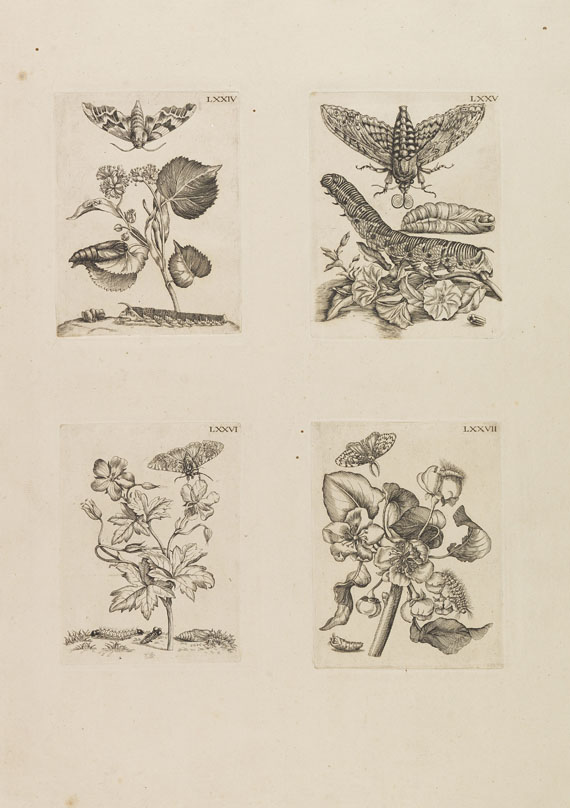 Maria Sibylla Merian - 99 Kupferstiche aus "Europische Insecten" (auf 25 Bll.)