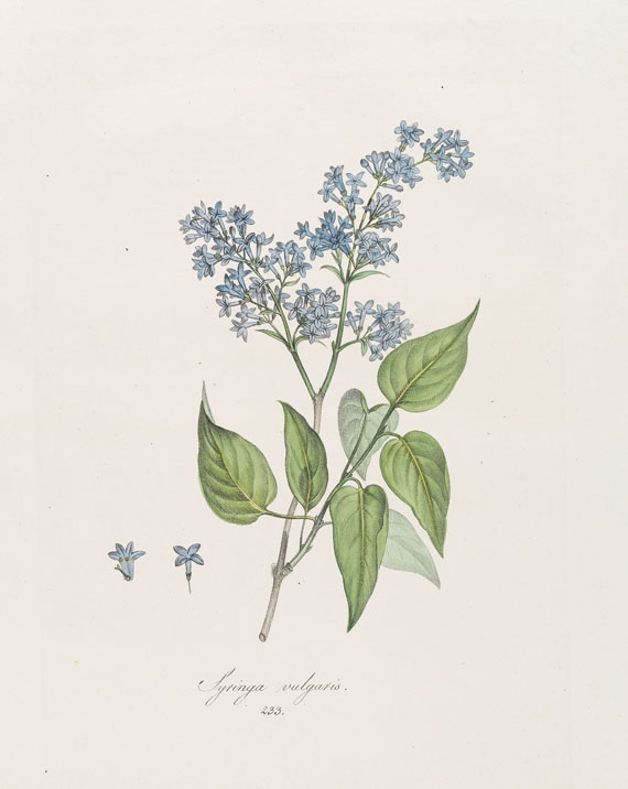 Franz de Paula von Schrank - Flora Monacensis. Bände 2-4 in 3 Bänden - Altre immagini