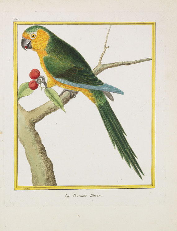 Georges Louis Leclerc Buffon - Histoire naturelle des oiseaux. 3 Kassetten - Altre immagini