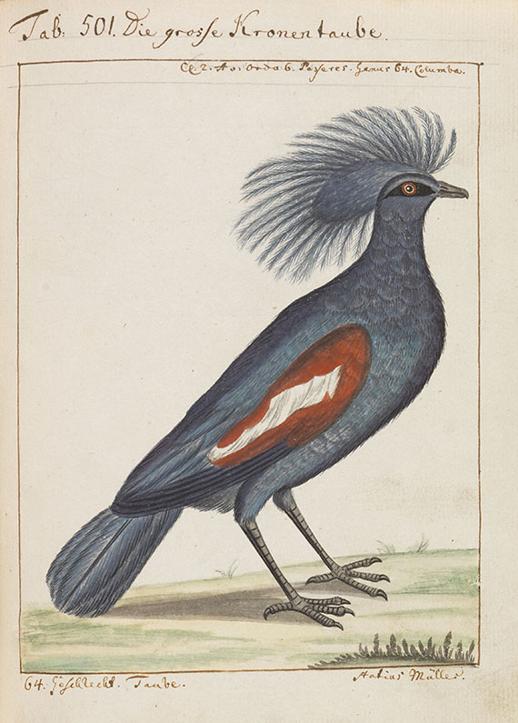 Carl von Linné - Vögel in Beschreibungen und Abbildungen - Altre immagini