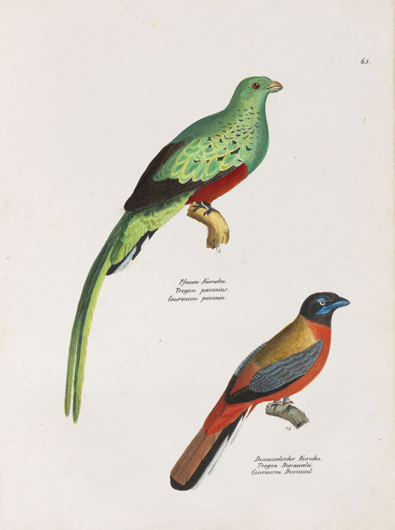 Heinrich Rudolf Schinz - Naturgeschichte der Vögel. 2 Bde. - Altre immagini