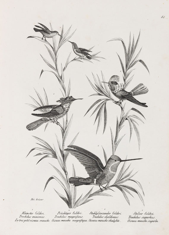 Heinrich Rudolf Schinz - Naturgeschichte der Vögel. 2 Bde. - Altre immagini