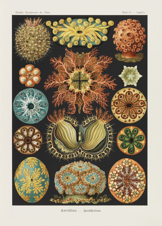 Ernst Haeckel - Kunst-Formen der Natur, 11 Lieferungen in 2 Mappen - Altre immagini