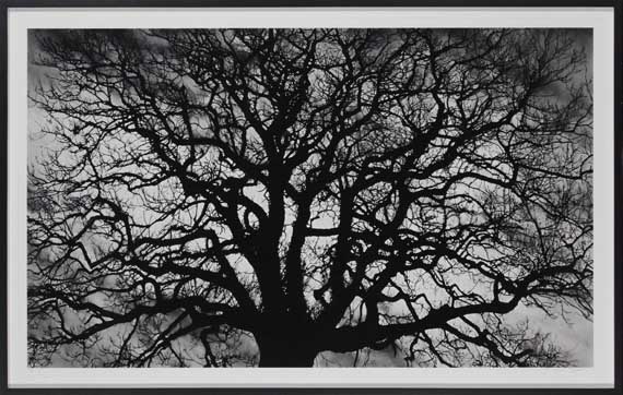 Robert Longo - Untitled (Tree) - Cornice