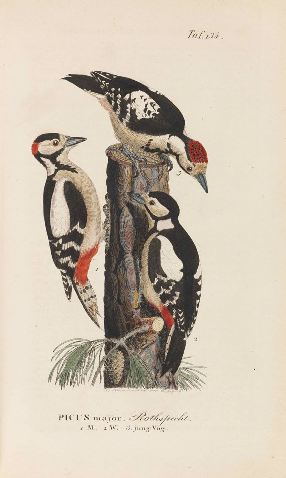 Johann Andreas Naumann - Naturgeschichte der Vögel Deutschlands