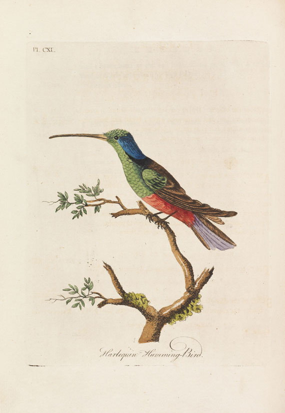 John Latham - A general Synopsis of Birds - Altre immagini