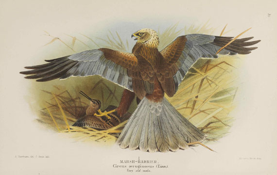 Thomas Lyttleton Powys - Birds of the British Islands. 7 Bände - Altre immagini