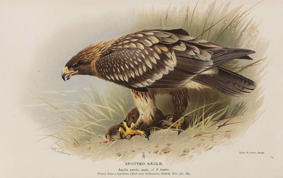 Thomas Lyttleton Powys - Birds of the British Islands. 7 Bände - Altre immagini
