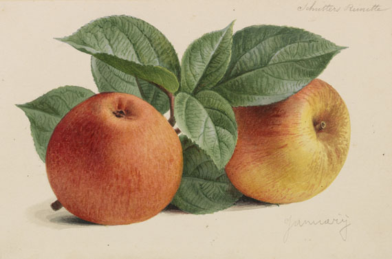 Pieter Joseph de Pannemaeker - 309 Orig.-Aquarelle und 3 Orig.-Bleistiftzeichnungen zu "Originaux de publications d´horticulture et d´arboriculture" - Altre immagini