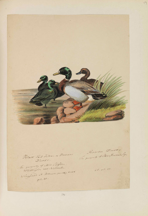 Heinrich Gottlieb Ludwig Reichenbach - Sammelband mit ornithologischen Orig.-Zeichnungen - Altre immagini