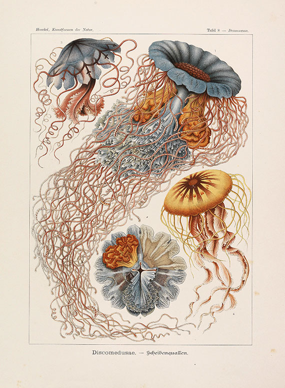 Ernst Haeckel - Kunstformen der Natur. 2 Kassetten - Altre immagini