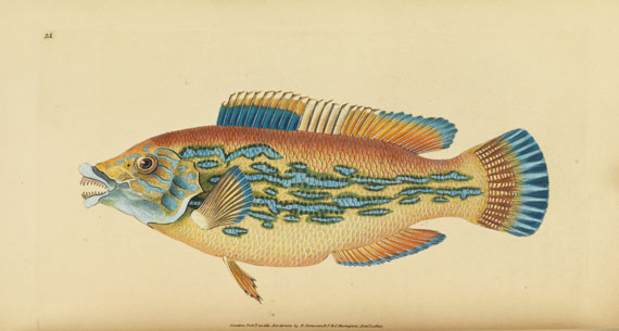 Edward Donovan - British fishes. 5 in 3 Bänden - Altre immagini