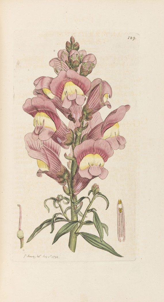 James Sowerby - English botany. 36 Bände - Altre immagini