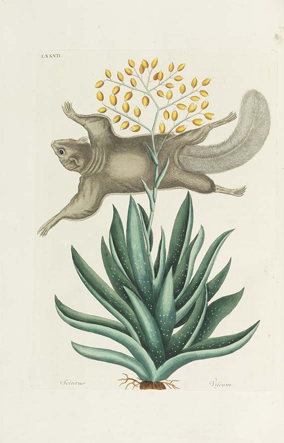 Mark Catesby - Piscium serpentum insectorum - Altre immagini