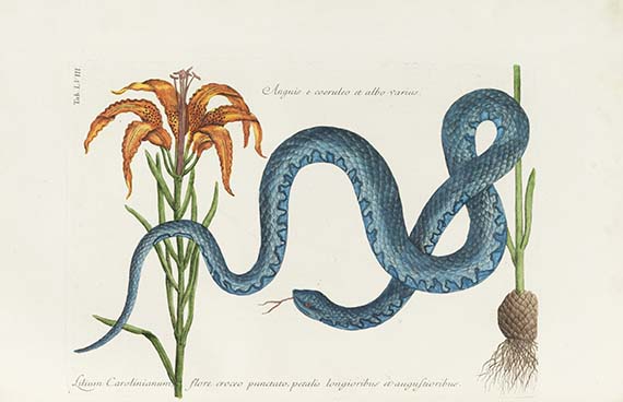 Mark Catesby - Piscium serpentum insectorum - Altre immagini