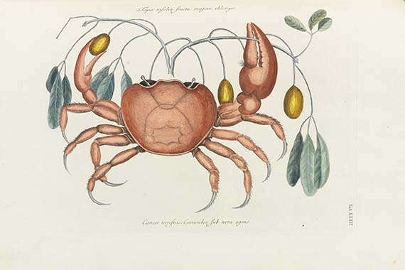 Mark Catesby - Piscium serpentum insectorum - Altre immagini