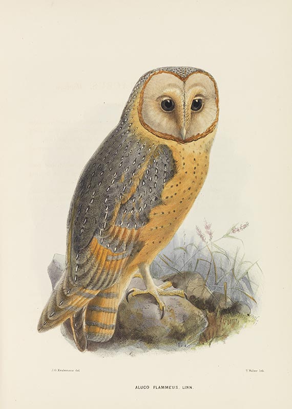 George Dawson Rowley - Ornithological Miscellany. 3 Bände